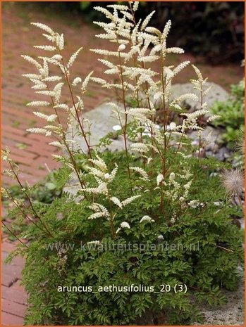 Aruncus aethusifolius | Geitenbaard | Kleiner Geißbart