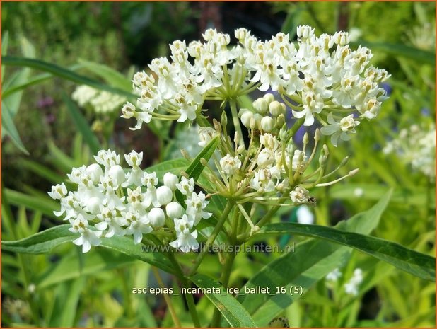 Asclepias incarnata 'Ice Ballet' | Zijdeplant | Rosabl&uuml;hende Seidenpflanze