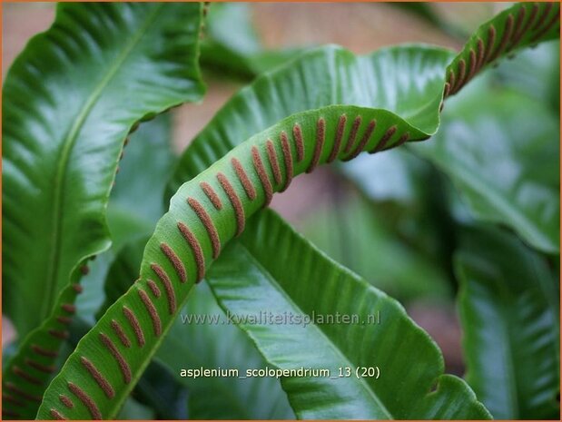 Asplenium scolopendrium | Tongvaren, Streepvaren | Hirschzungenfarn