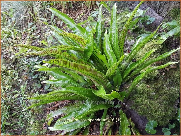 Asplenium scolopendrium | Tongvaren, Streepvaren | Hirschzungenfarn