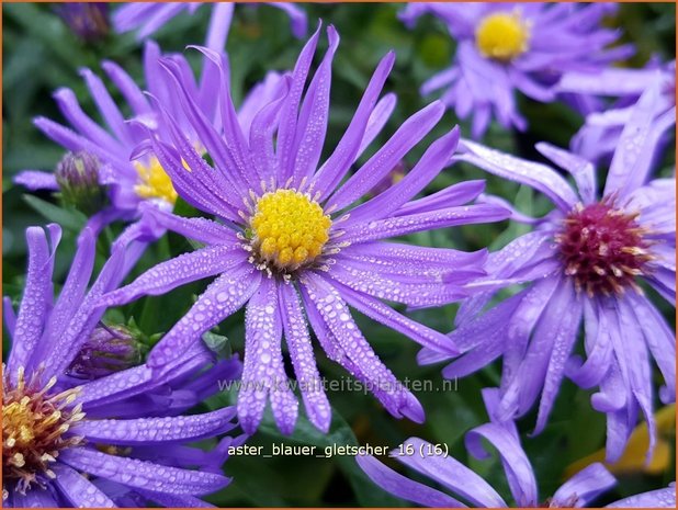 Aster 'Blauer Gletscher' | Aster | Aster