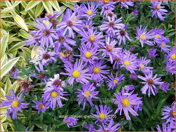 Aster 'Blauer Gletscher' | Aster | Aster