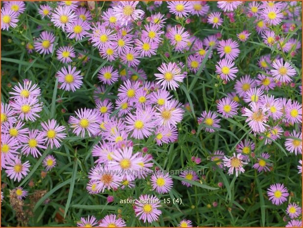Aster 'Esther' | Aster | Aster