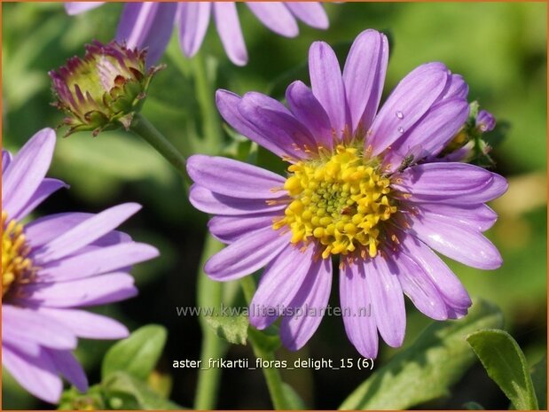 Aster frikartii 'Flora's Delight' | Aster | Frikarts Aster
