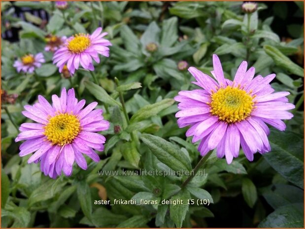 Aster frikartii 'Flora's Delight' | Aster | Frikarts Aster