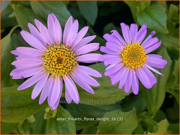 Aster frikartii 'Flora's Delight' | Aster | Frikarts Aster