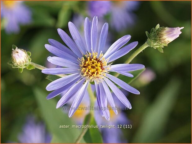 Aster macrophyllus 'Twilight' | Aster | Gro&szlig;bl&auml;ttrige Aster