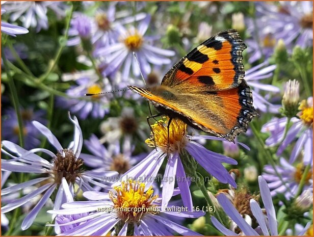 Aster macrophyllus 'Twilight' | Aster | Gro&szlig;bl&auml;ttrige Aster