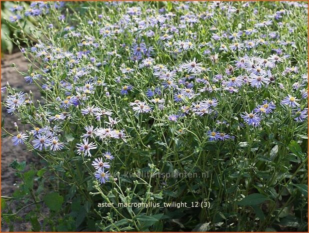 Aster macrophyllus 'Twilight' | Aster | Gro&szlig;bl&auml;ttrige Aster