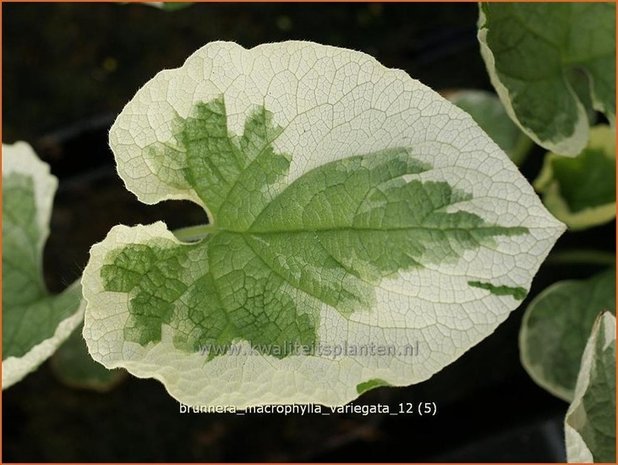 Brunnera macrophylla 'Variegata' | Kaukasische vergeet-mij-nietje, Vast vergeet-mij-nietje | Kaukasusvergissmeinn