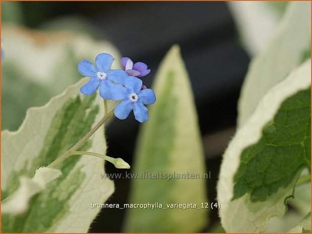 Brunnera macrophylla 'Variegata' | Kaukasische vergeet-mij-nietje, Vast vergeet-mij-nietje | Kaukasusvergissmeinn