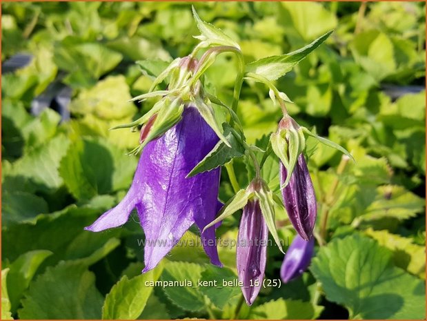 Campanula 'Kent Belle' | Klokjesbloem | Glockenblume