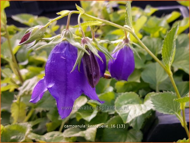 Campanula 'Kent Belle' | Klokjesbloem | Glockenblume