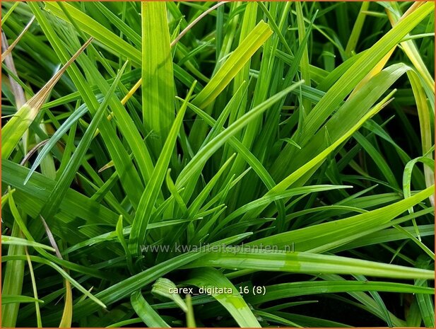 Carex digitata | Vingerzegge, Zegge | Gefingerte Segge