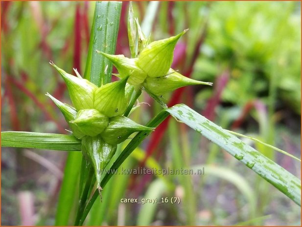 Carex grayi | Morgensterzegge, Zegge | Morgenstern-Segge