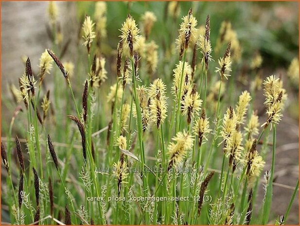 Carex pilosa 'Kopenhagen Select' | Zegge | Wimper-Segge