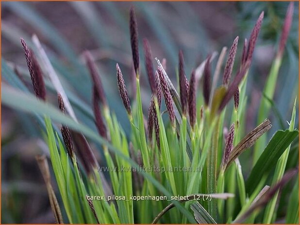 Carex pilosa 'Kopenhagen Select' | Zegge | Wimper-Segge