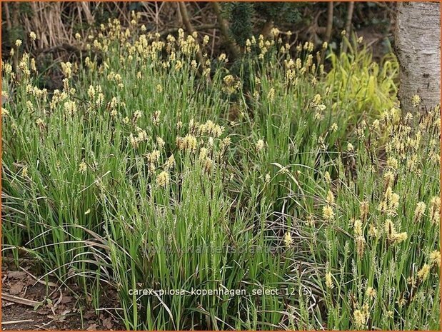 Carex pilosa 'Kopenhagen Select' | Zegge | Wimper-Segge