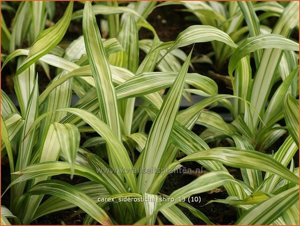 Carex siderosticha 'Shiro' | Breedbladzegge, Zegge