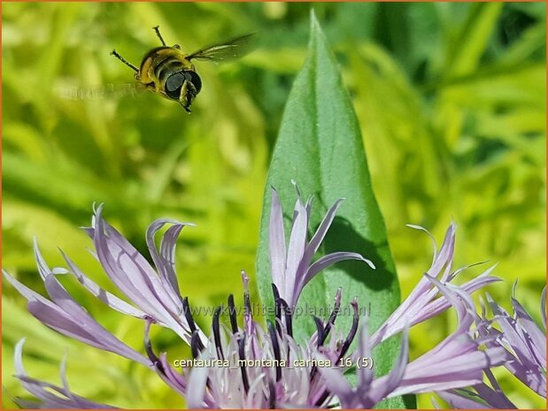 Centaurea montana 'Carnea' | Bergkorenbloem, Bergcentaurie, Korenbloem, Centaurie | Berg-Flockenblume