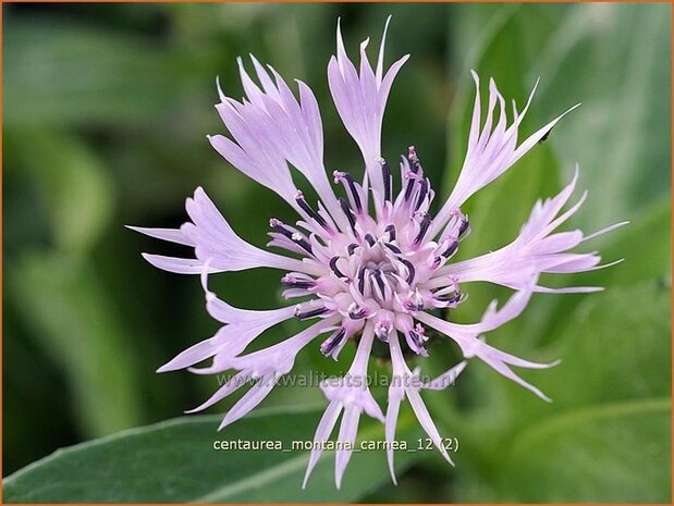 Centaurea montana 'Carnea' | Bergkorenbloem, Bergcentaurie, Korenbloem, Centaurie | Berg-Flockenblume