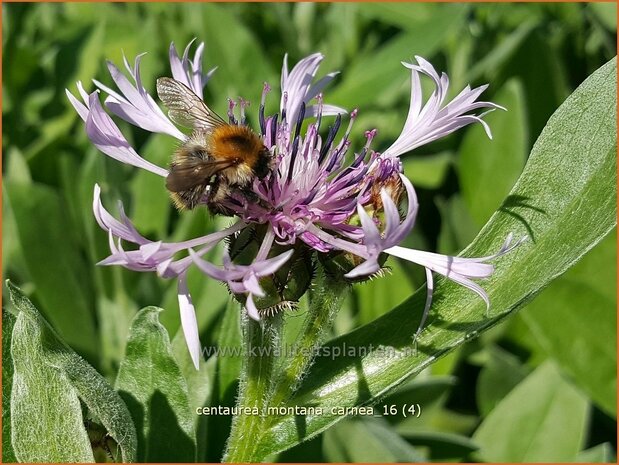 Centaurea montana 'Carnea' | Bergkorenbloem, Bergcentaurie, Korenbloem, Centaurie | Berg-Flockenblume