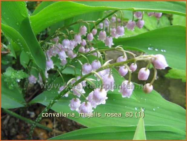 Convallaria majalis 'Rosea' | Lelietje-van-dalen | Gew&ouml;hnliches Maigl&ouml;ckchen