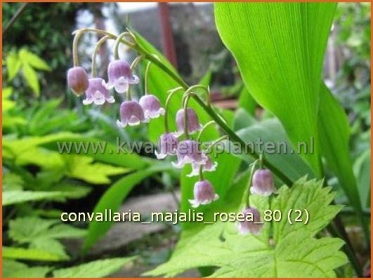 Convallaria majalis 'Rosea' | Lelietje-van-dalen | Gew&ouml;hnliches Maigl&ouml;ckchen