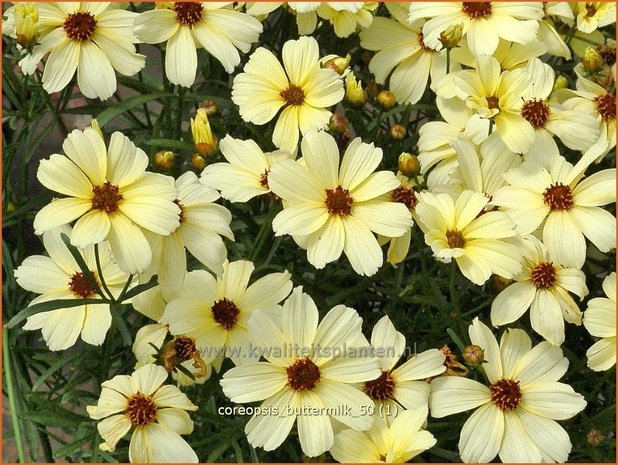 Coreopsis 'Buttermilk' | Meisjesogen | M&auml;dchenauge