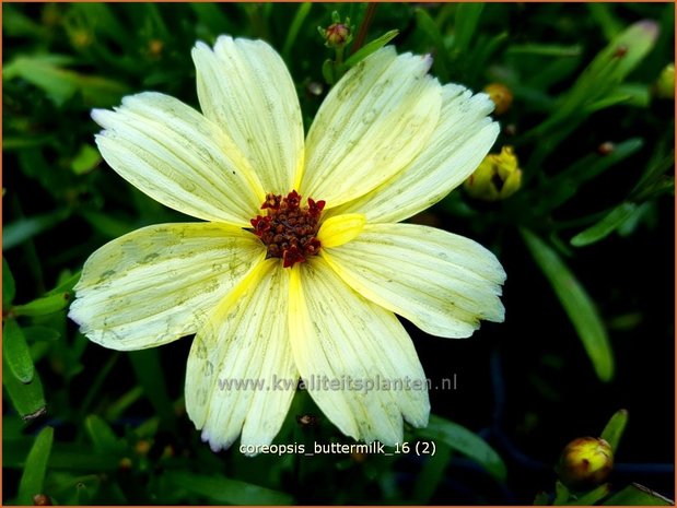 Coreopsis 'Buttermilk' | Meisjesogen | M&auml;dchenauge