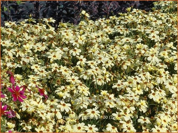 Coreopsis 'Buttermilk' | Meisjesogen | M&auml;dchenauge