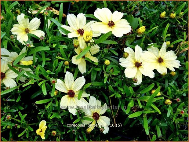 Coreopsis 'Buttermilk' | Meisjesogen | M&auml;dchenauge