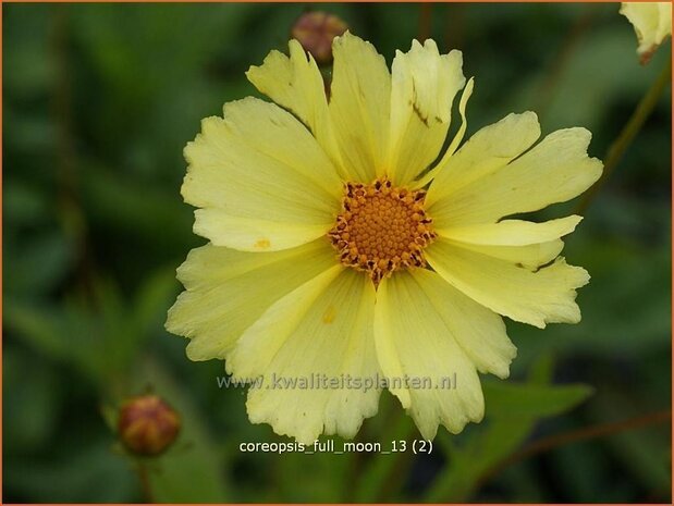 Coreopsis 'Full Moon' | Meisjesogen | M&auml;dchenauge