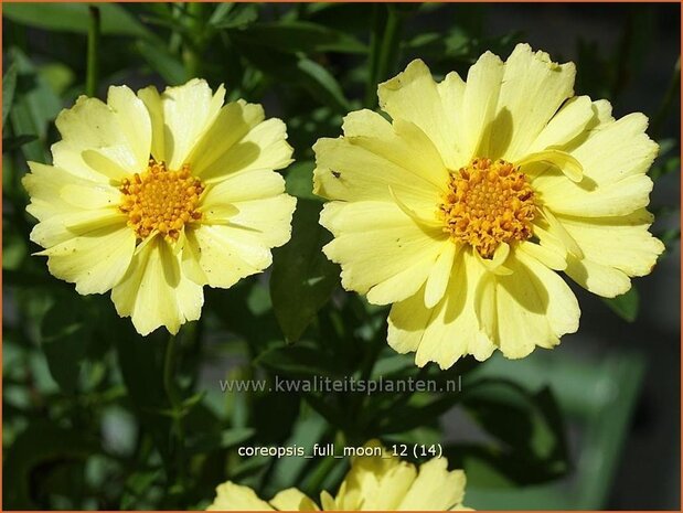 Coreopsis 'Full Moon' | Meisjesogen | M&auml;dchenauge