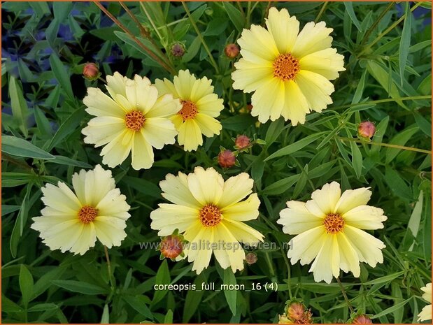 Coreopsis 'Full Moon' | Meisjesogen | M&auml;dchenauge