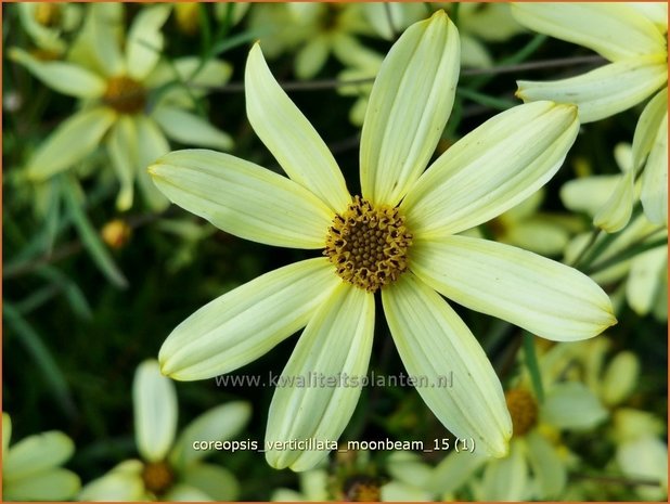 Coreopsis verticillata 'Moonbeam' | Meisjesogen | Quirlblättriges Mädchenauge