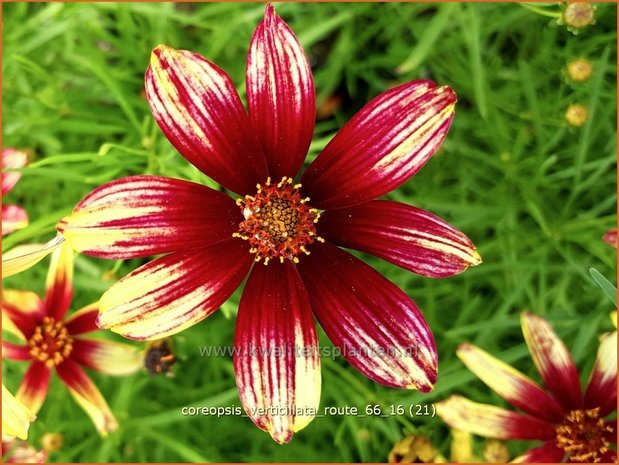 Coreopsis verticillata 'Route 66' | Meisjesogen | Quirlbl&auml;ttriges M&auml;dchenauge