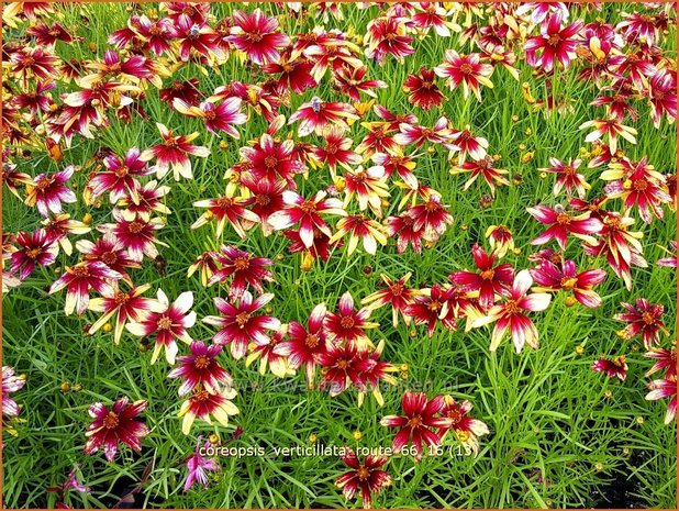 Coreopsis verticillata 'Route 66' | Meisjesogen | Quirlbl&auml;ttriges M&auml;dchenauge
