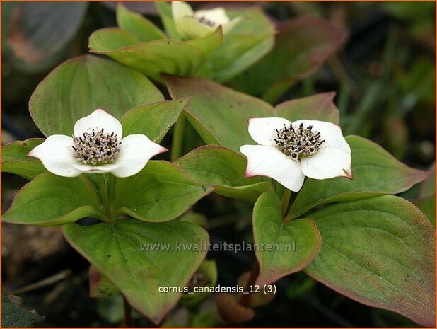 Cornus canadensis | Canadese kornoelje | Kissen-Hartriegel