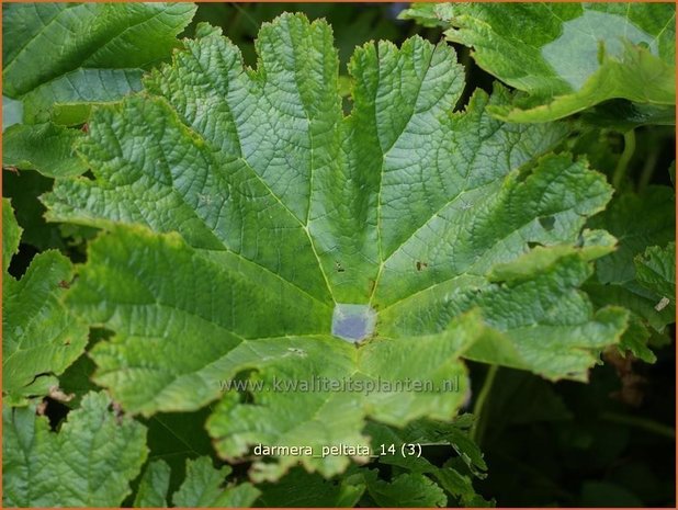 Darmera peltata | Schildblad, Voetblad | Schildblatt