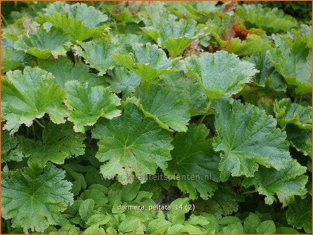 Darmera peltata | Schildblad, Voetblad | Schildblatt