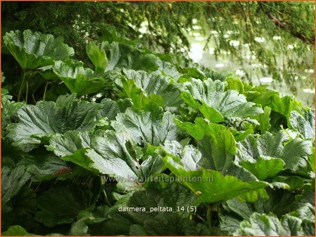 Darmera peltata | Schildblad, Voetblad | Schildblatt