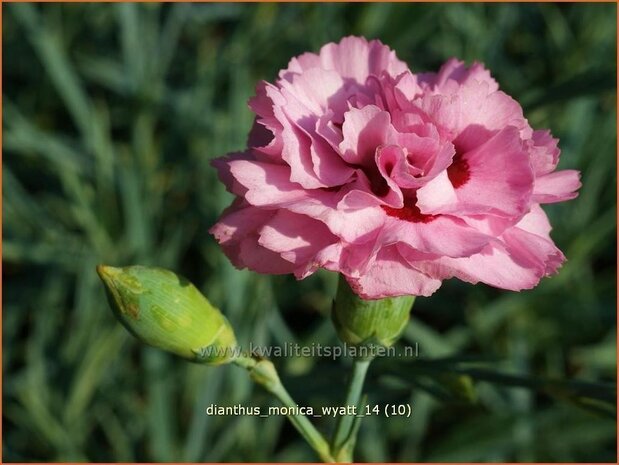 Dianthus 'Monica Wyatt' | Grasanjer, Anjer | Federnelke