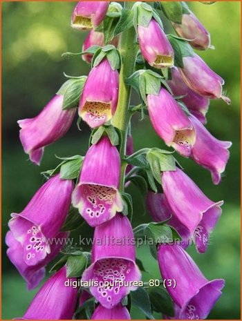 Digitalis purpurea | Vingerhoedskruid | Roter Fingerhut