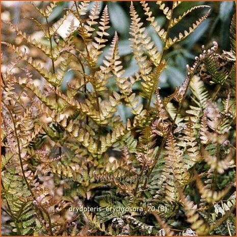 Dryopteris erythrosora | Rode sluiervaren, Herfstvaren | Rotschleierfarn