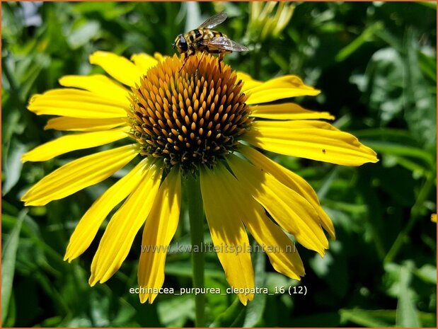 Echinacea purpurea 'Cleopatra' | Zonnehoed | Roter Sonnenhut