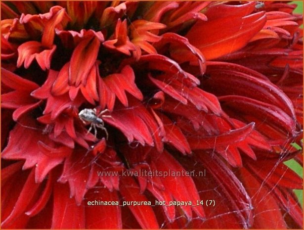 Echinacea purpurea 'Hot Papaya' | Zonnehoed | Roter Sonnenhut