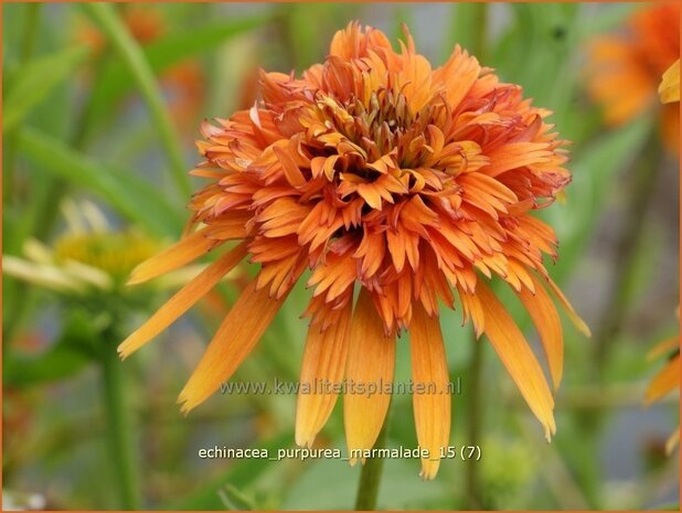 Echinacea purpurea 'Marmalade' | Zonnehoed | Roter Sonnenhut