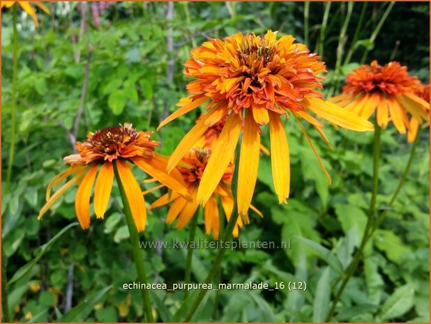 Echinacea purpurea 'Marmalade' | Zonnehoed | Roter Sonnenhut