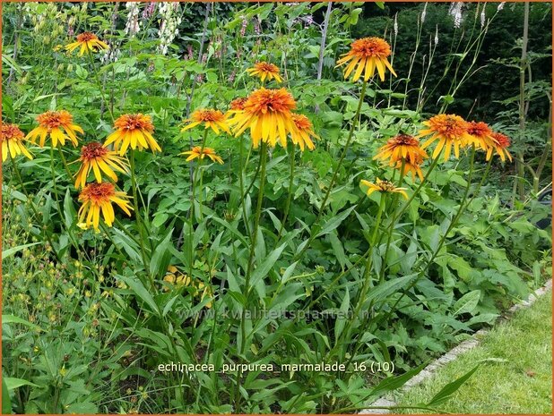 Echinacea purpurea 'Marmalade' | Zonnehoed | Roter Sonnenhut